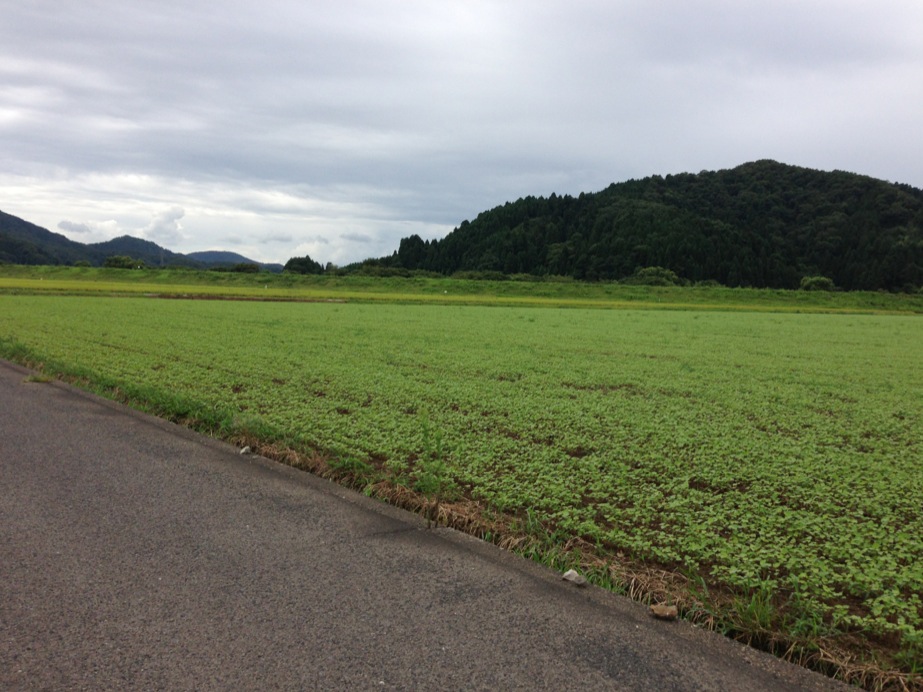 【2013年 福井そば畑レポート】播種後2週間ほど経った福井市平野部の在来種は、若芽が顔を出し一面が青々としてきました。