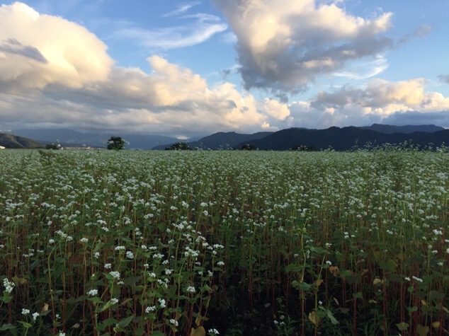 [27年産 福井秋そば生育状況] 奥越前の勝山市内そば畑は、満開の白い花の匂いに誘われてたくさんの虫が飛び交っていました。