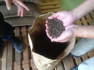 坂井市丸岡町で収穫された丸岡在来種の玄そばが入荷されました。