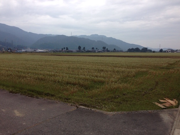 【2013年 福井そば畑レポート】大野盆地の北部にある勝山市の蕎麦畑は満開を迎え、奥越前勝山城天守閣が浮かんでいるようです。