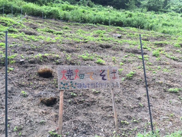 「焼畑そば栽培2018（前編）」福井県美山町で行った焼畑そばの播種から収穫。