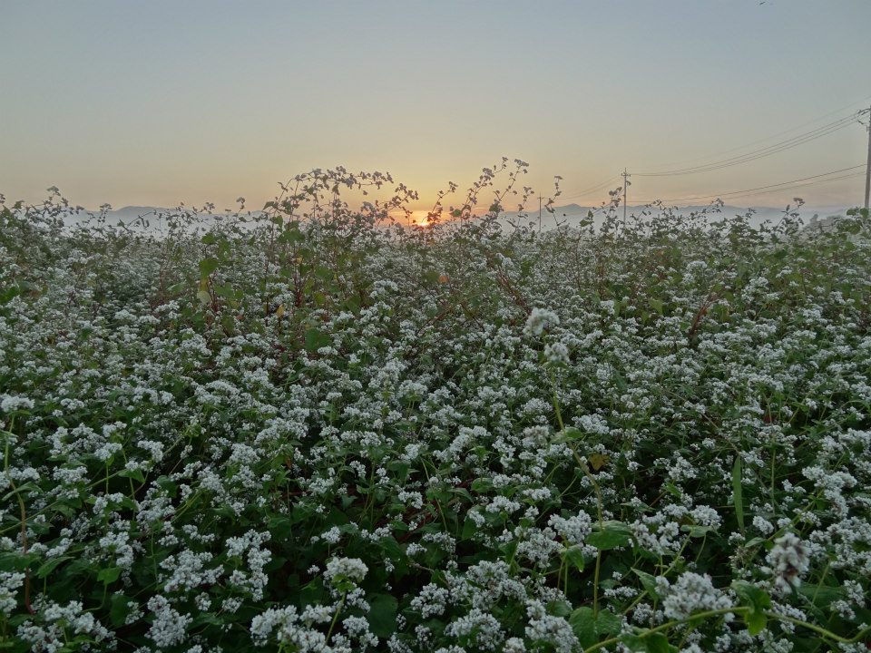 結実の時期を迎え、白い花の下から見え隠れする福井在来のそば畑は晩秋の香りに包まれています。
