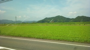 福井市南部の福井在来種のそば畑を見てきました。
