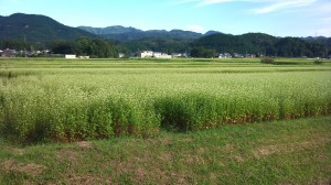あわら町に育つ福井在来種のそば畑の様子です。