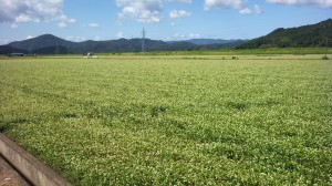 福井市の平野部で育つ、福井在来種のそば畑です。