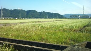 福井市内の平野部と山間部の中間くらいに育つ福井在来種のそば畑です。