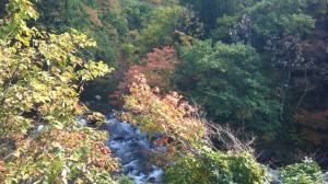 福井から岐阜に伸びる油坂峠で見られる紅葉