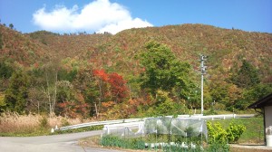 福井から岐阜に伸びる油坂峠で見られる紅葉