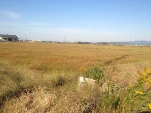 福井県産早刈り新そばの入荷もまもなく、丸岡在来種のそば畑は収穫を待つばかり。