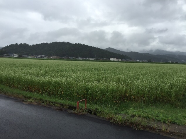 [27年産 福井秋そば生育状況] 白い花が咲き始めた福井市西部のそば畑と災害対策について。