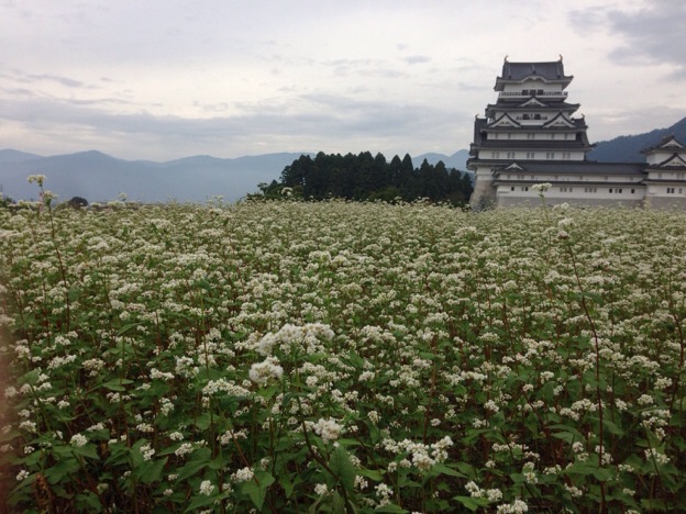 【2013年 福井そば畑レポート】大野盆地の北部にある勝山市の蕎麦畑は満開を迎え、奥越前勝山城天守閣が浮かんでいるようです。