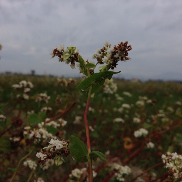 【2013年 福井そば畑レポート】福井市河合地区の満開のソバ畑は、茎のスネが徐々に赤みを帯びてきました。