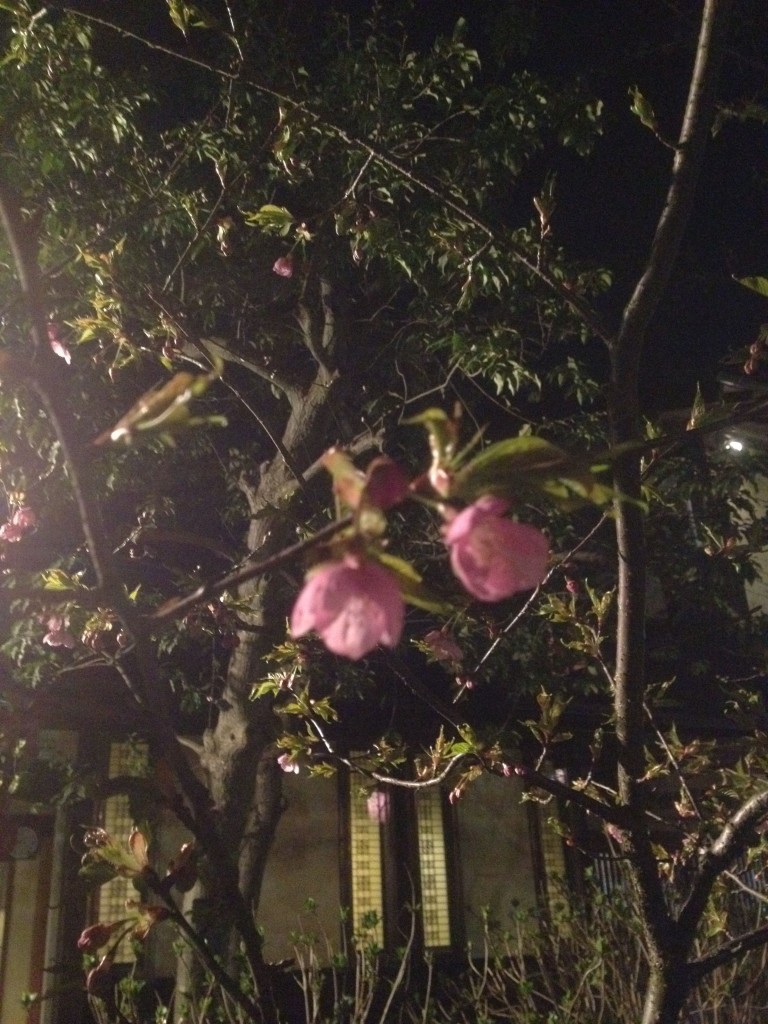 一分咲きの足羽山の桜