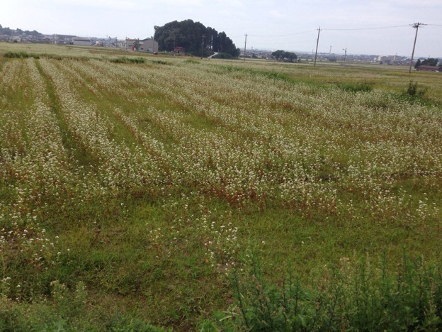 【2013年 福井そば畑レポート】福井市河合地区の満開のソバ畑は、茎のスネが徐々に赤みを帯びてきました。