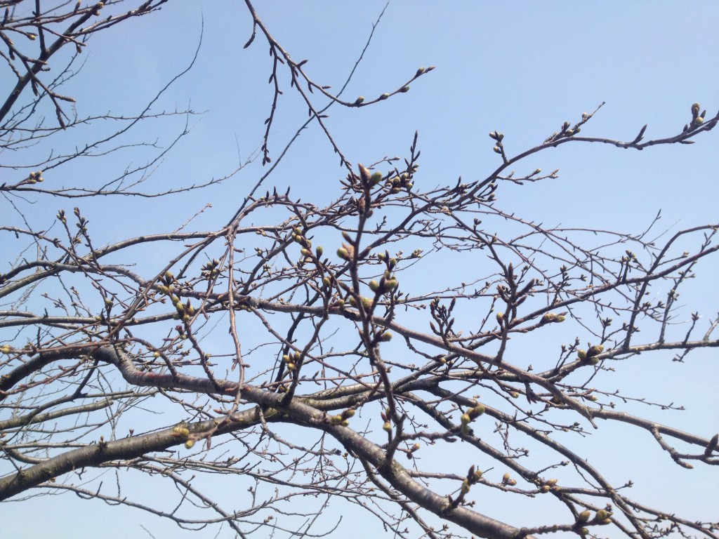 足羽川原の桜並木のつぼみは徐々に膨らんできました。