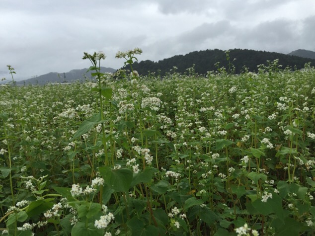 [27年産 福井秋そば生育状況] 白い花が咲き始めた福井市西部のそば畑と災害対策について。