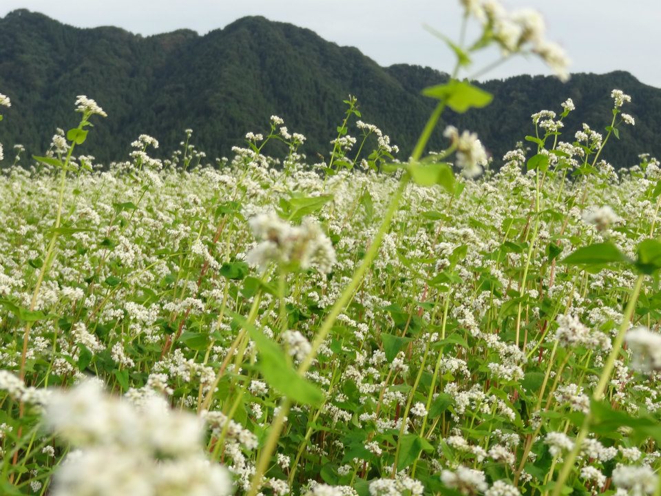 【福井県内そば畑の成育レポ】えちぜん鉄道と満開のソバの花がいい雰囲気ですね。