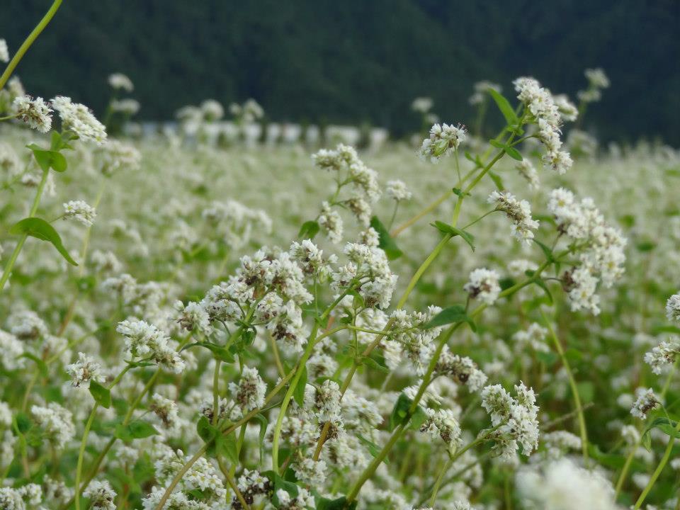 【福井県内そば畑の成育レポ】福井市麻生津周辺のソバは、花の下から結実した実が顔を出し始めています。