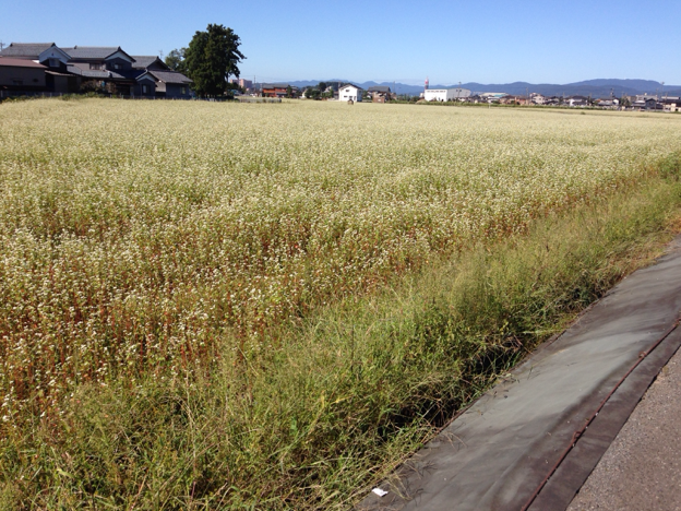 【2013年 福井そば畑レポート】福井市から永平寺町に向かう途中のそば畑は、八分咲きの白い花がもうすぐ満開になります。
