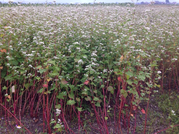 【2013年 福井そば畑レポート】奥越大野市では、大野在来種を使用して完全無農薬の早刈りそばと完熟そば、特別有機栽培のそばを作っています。