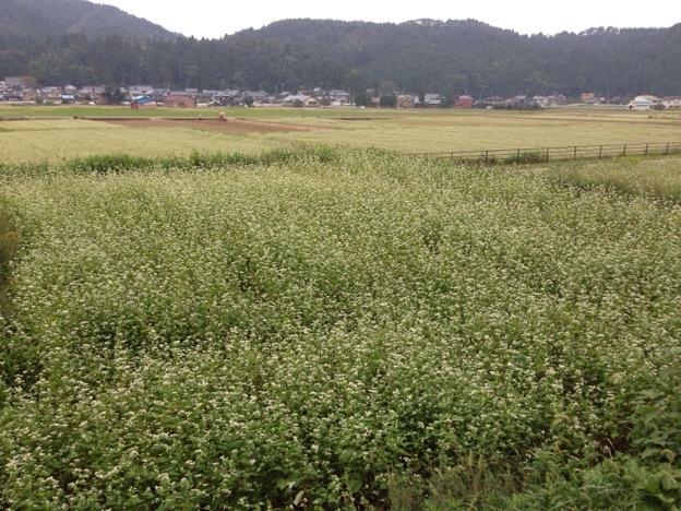 【2013年 福井そば畑レポート】地産地消のソバ産地である永平寺町は今が一番きれいな満開で、これから結実の時期を迎えます。