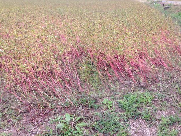 【2013年 福井そば畑レポート】真っ赤に染まったソバの株が横倒れになって収穫できる実が半分以下になりそうな福井市西部の蕎麦畑です。