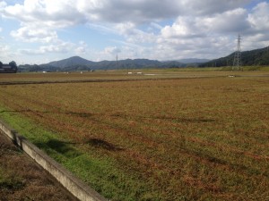 福井市南部の早刈り新そばが収穫時期を迎えているので、足しげく畑を見に行っています。