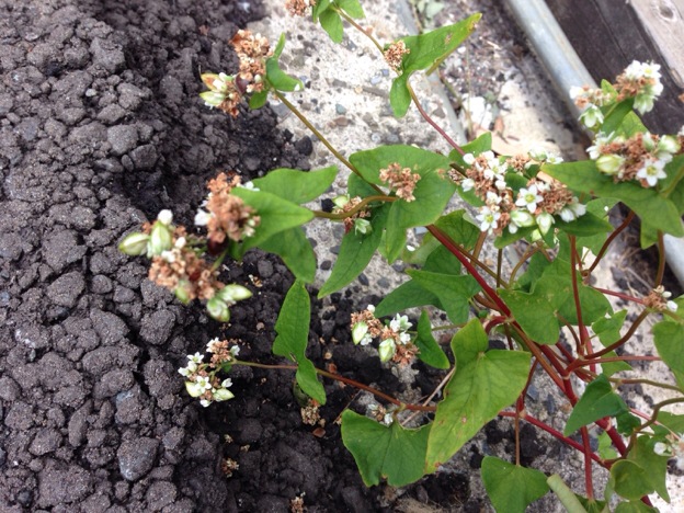 【2013年 福井そば畑レポート】カガセイフン工場からこぼれ落ちたそばの実が敷地内で根付き、花が咲き、結実しました。