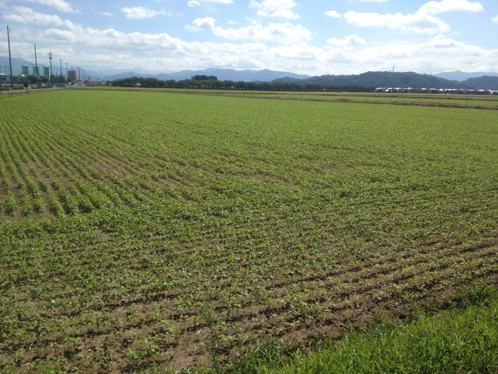 【福井県内そば畑の成育レポ】　福井市南部のそば畑は順調に大きく育っています。