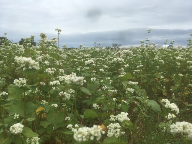 2018年「越前ふくい夏の新そば」は播種が終わり、ソバの花が開花しました。