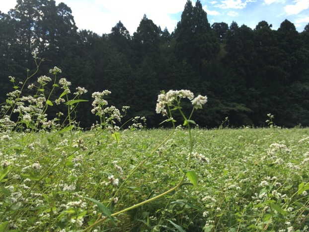 28年 福井県（丸岡町）の丸岡在来種そば圃場では、満開の白い花に交配のための虫たちが集まっています。