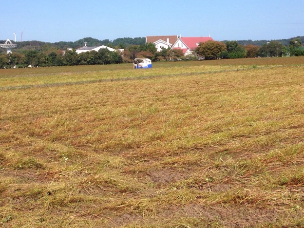 【2013年 福井そば畑レポート】あわら市北潟湖畔周辺の蕎麦畑では、早刈り新そばの収穫が始まりました。