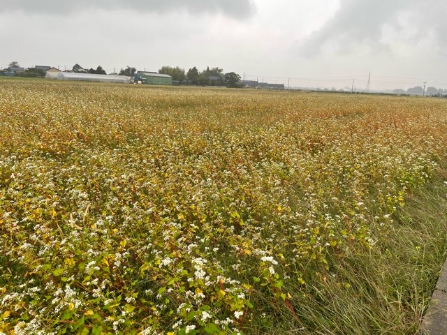 夏に福井県北部を襲った大雨被害が大きかった丸岡在来種を育てる坂井市丸岡町のそば畑。
