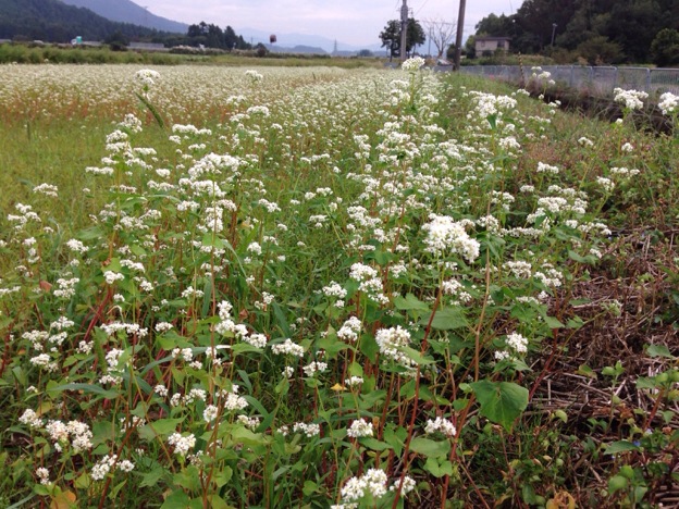 【2013年 福井そば畑レポート】華やかな香りと色味の良い早刈りそばを栽培する丸岡町は、広大なそば畑に真っ白の花が満開を迎えています。