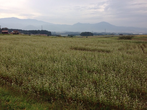 【2013年 福井そば畑レポート】有機栽培の里である大野市阪谷地区は、奥越前の中でも高品質のソバが獲れることで有名です。