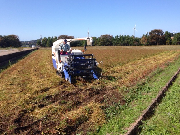 【2013年 福井そば畑レポート】あわら市北潟湖畔周辺の蕎麦畑では、早刈り新そばの収穫が始まりました。