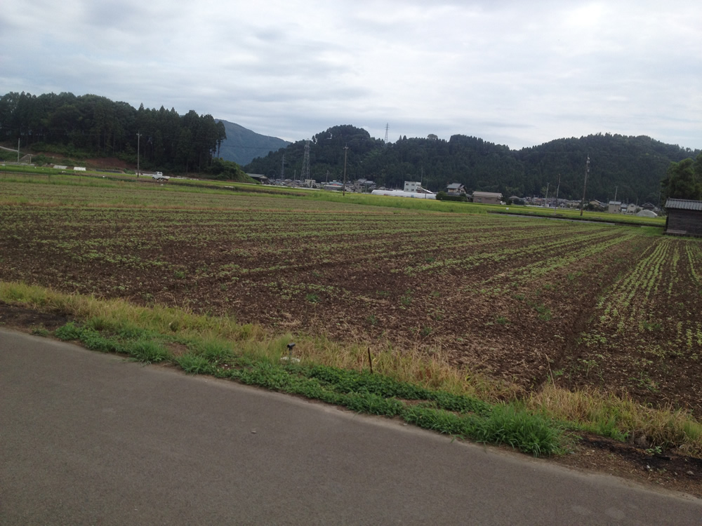 【福井県内そば畑の成育レポ】　福井市から一乗谷方面に広がるそば畑