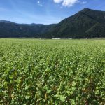 令和元年 福井県大野市に広がる大野在来種のそば圃場は、まっすぐ伸びていて順調です。