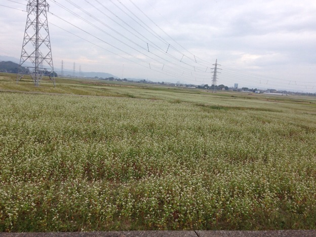 【2013年 福井そば畑レポート】華やかな香りと色味の良い早刈りそばを栽培する丸岡町は、広大なそば畑に真っ白の花が満開を迎えています。