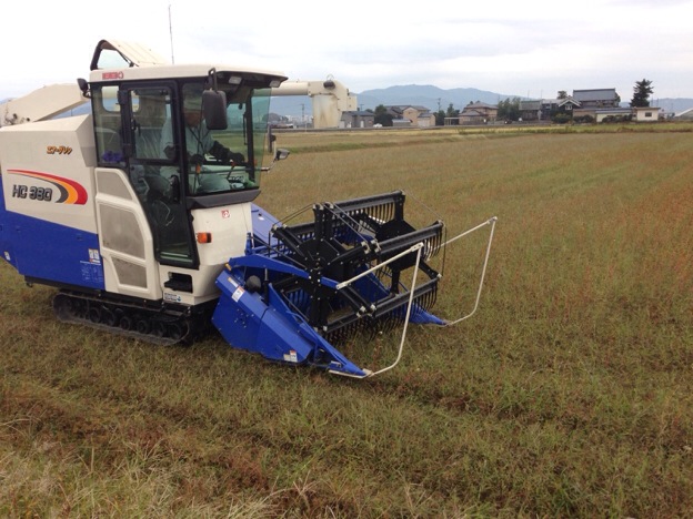 【2013年 福井そば畑レポート】早刈り新そばが育つ坂井市丸岡町の蕎麦畑も収穫が始まりましたが、収量は例年の半分に満たないそうです。