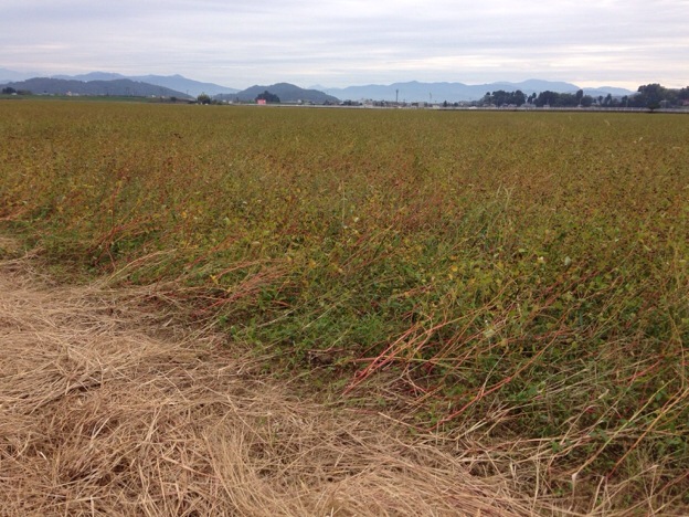 【2013年 福井そば畑レポート】台風による強風でソバが横倒れになった越前町のそば畑は、結実した実が飛ばされてまばらになっていました。
