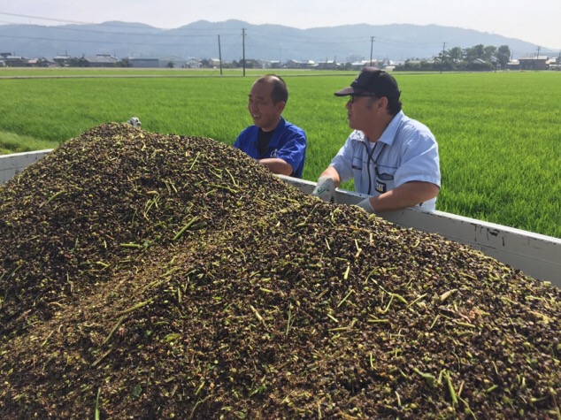 福井県産「夏の新ソバ」いよいよ収穫！福井市河合地区の圃場へ刈り取り作業を同行させていただきました。