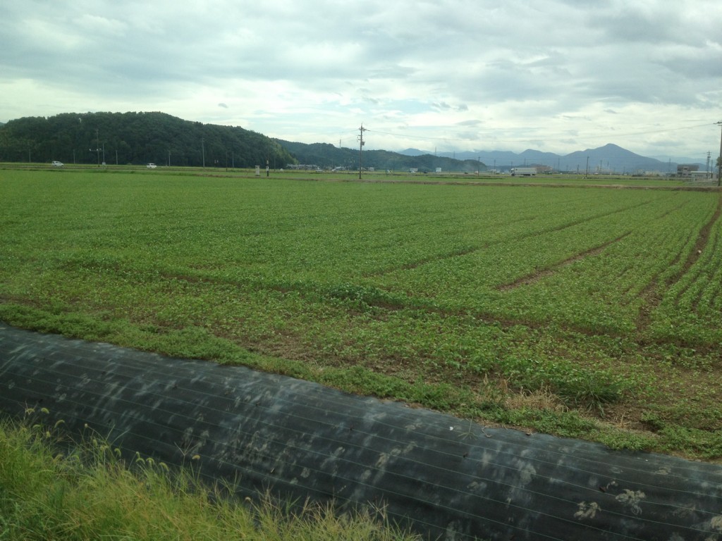 【福井県内そば畑の成育レポ】20㎝以上に育っている福井市山間部のそば畑では、花が咲き始めています。