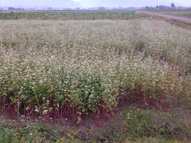 【2013年 福井そば畑レポート】奥越大野市では、大野在来種を使用して完全無農薬の早刈りそばと完熟そば、特別有機栽培のそばを作っています。