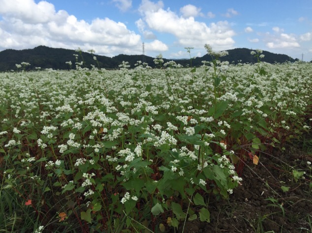 福井のソバの生育状況が心配。福井市内に育つそば畑は、満開の花が咲いています。