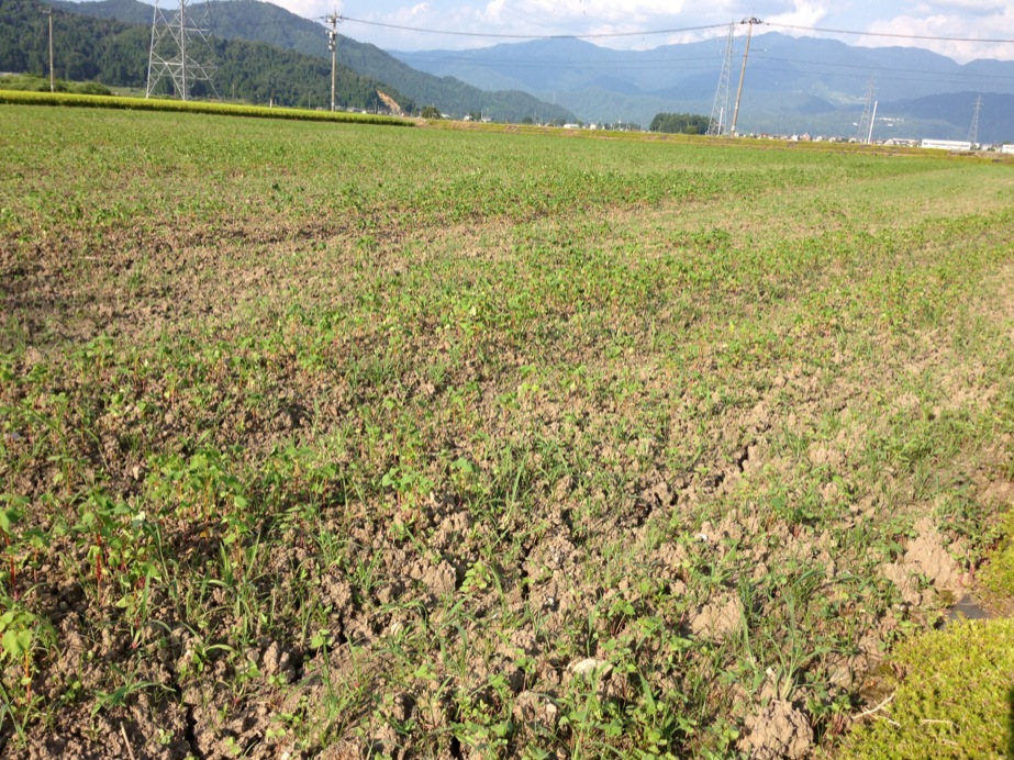 【2013年 福井そば畑レポート】越前東郷から一乗谷地区に育つ福井在来種のそば畑は、青々とした葉が開いています。