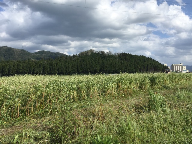 30年度 福井県産秋そば（福井在来）生育状況：2度の大型台風が過ぎ、福井県内そば圃場の様子をお伝えします。