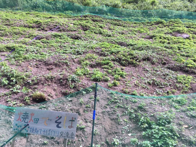 「焼畑そば栽培2018（中編）」福井県美山町で行った焼畑そばの播き直しから収穫作業。