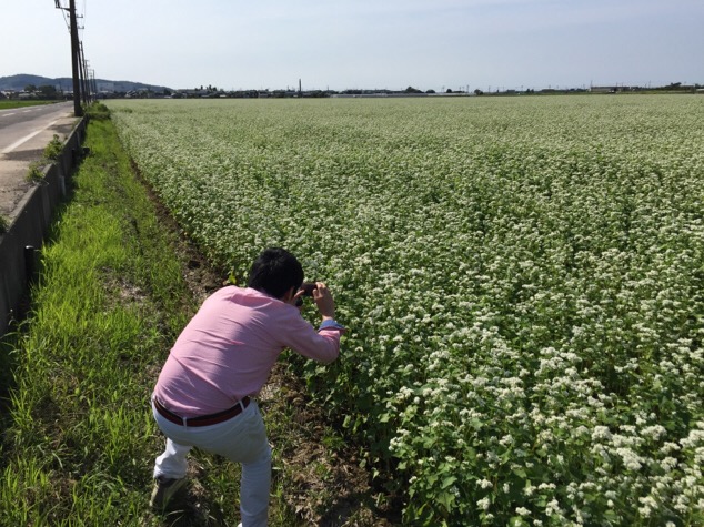 夏の新そば収穫までまもなく！福井市内に咲く花が満開で7月頃にカガセイフンに入荷します。