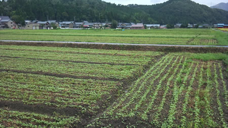 永平寺町に育つ福井在来種のそば畑です。